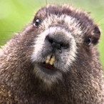 smokeyfists9's Avatar'