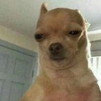 Plus im sab's Avatar'