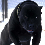 I_PitBull_I's Avatar'