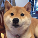 NiceDoge4356's Avatar'