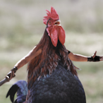 Frickin.Chicken's Avatar'