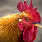 The.Reminder's Avatar'