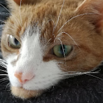 Farkmanaray691's Avatar