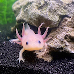 Royalaxolotl's Avatar'