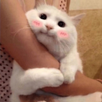 turtlelover42's Avatar'