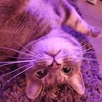 drunkkcat's Avatar'