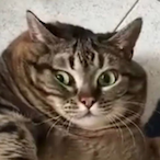 Tha.Chonke's Avatar'