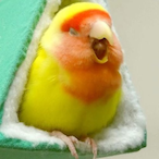 kozakura.'s Avatar'