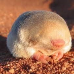 Golden-Mole_'s Avatar'