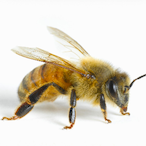 DukeBoogstonius's Avatar'