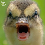King__Duck's Avatar'