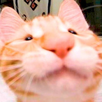 Le_Rounard's Avatar'