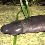 SlitherMySnake's Avatar'
