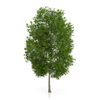 TreeGOODCityBAD's Avatar'