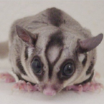 CuteCucksClan's Avatar