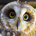 MUSHH_ngaelle's Avatar'