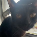 AXID WRAITH's Avatar'