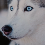 lonewolf3606's Avatar'