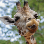 Giraffe1999's Avatar'