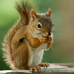 Sweaty_squirrel's Avatar'