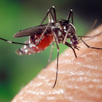 Mosquito_King's Avatar'