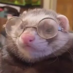 vibesonii-chan's Avatar'