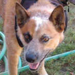 exigent-tipple7's Avatar'