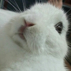 White_Devol's Avatar'