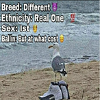 PlasticSeagull's Avatar'