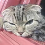 mogoon9785's Avatar'