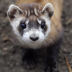 Squankshee's Avatar'