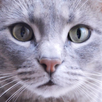 CheckersUp's Avatar'