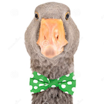 Science_Goose's Avatar'