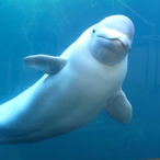 Whale-________-'s Avatar'