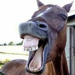 Cavalo-13's Avatar'