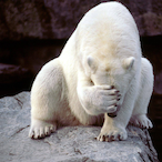 LaagBooy's Avatar'