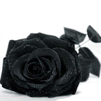 blackRose190's Avatar'