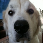 SonnySpaghetti's Avatar'