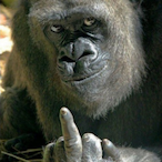 Sukthebuck's Avatar'