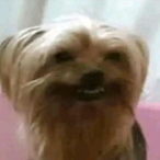 Buzilgander's Avatar'