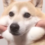 Carbon go4's Avatar'