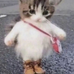littlestepstein's Avatar'