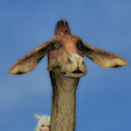 jamaCK-ds1015's Avatar'