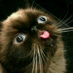 Pufflezzz's Avatar'