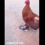 Galo_de_Tenis's Avatar'