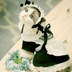 Dhecolly_1207's Avatar'