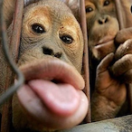 D-i-p-s-y's Avatar'