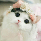 PetePairaTitze's Avatar'