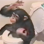 ToiletMonke's Avatar'