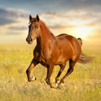 UncleHorse's Avatar'